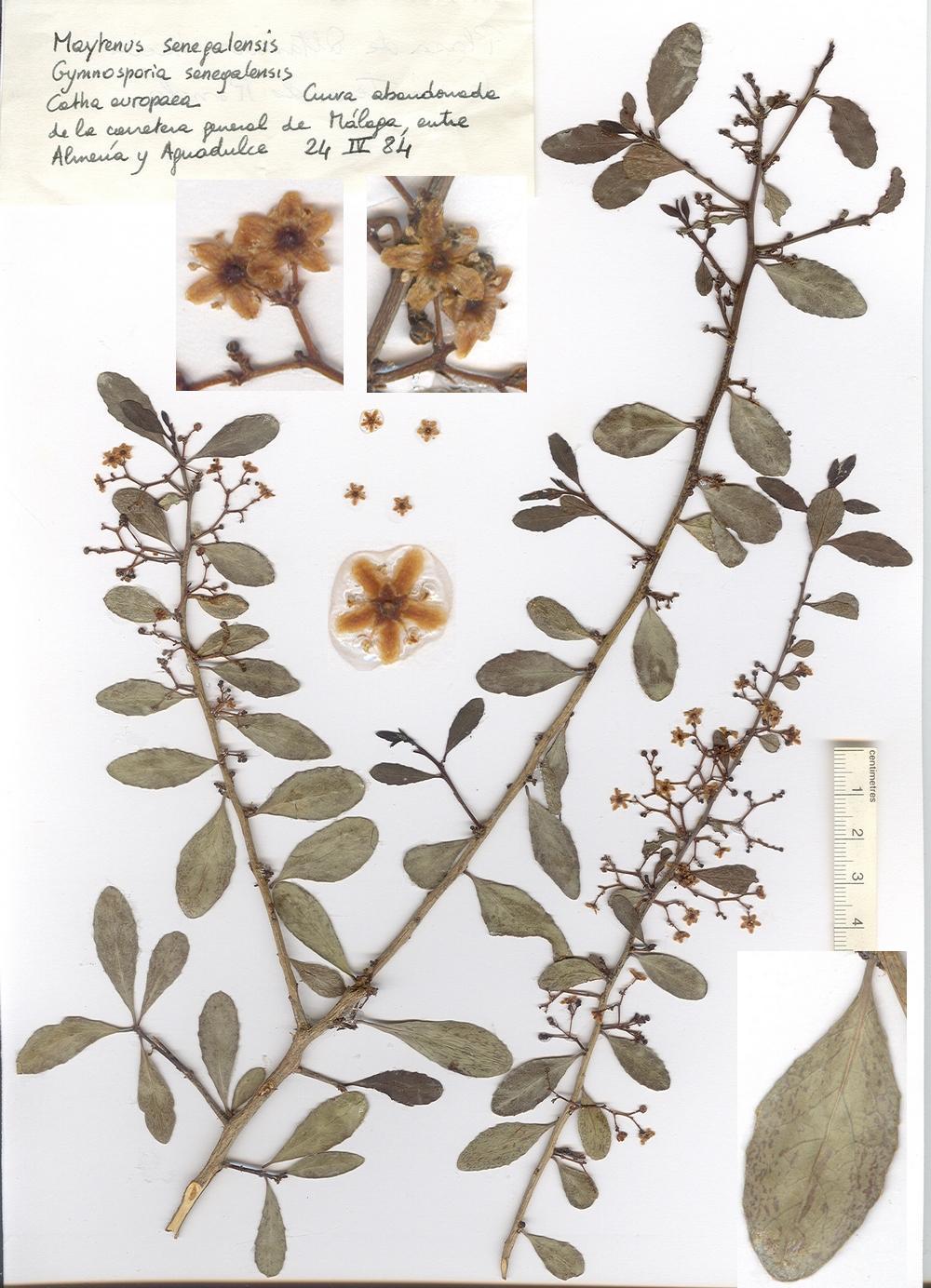 Maytenus senegalensis